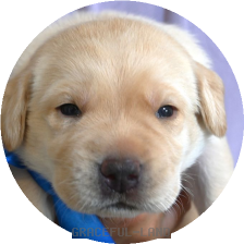 英国ラブラドールの子犬